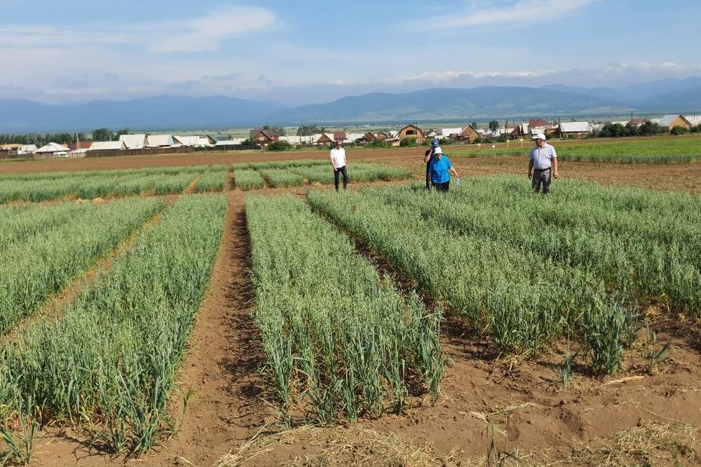 В Бурятском НИИСХ – филиале СФНЦА РАН проведена приемка полевых и производственных опытов