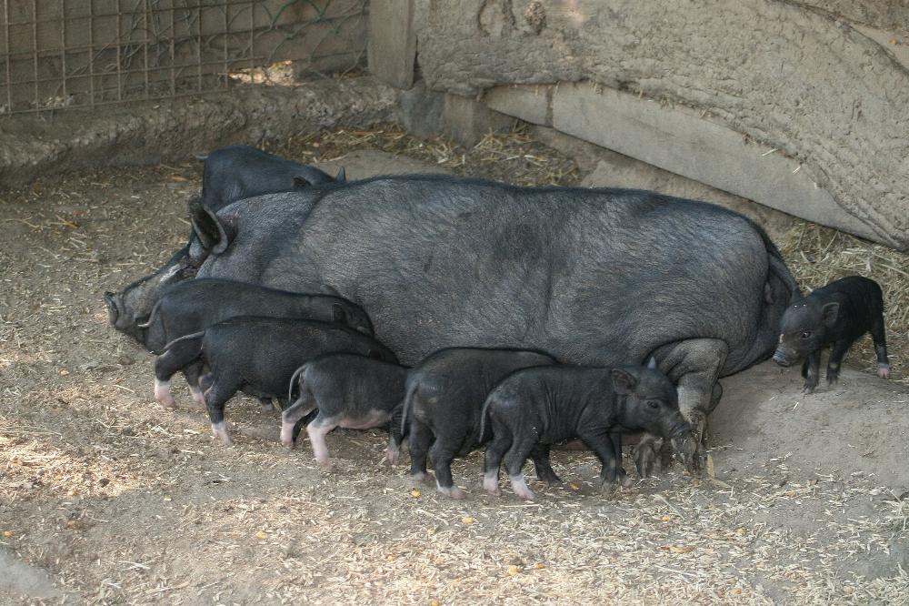 Вышел информационно-технический справочник по наилучшим доступным технологиям «Интенсивное разведение свиней»