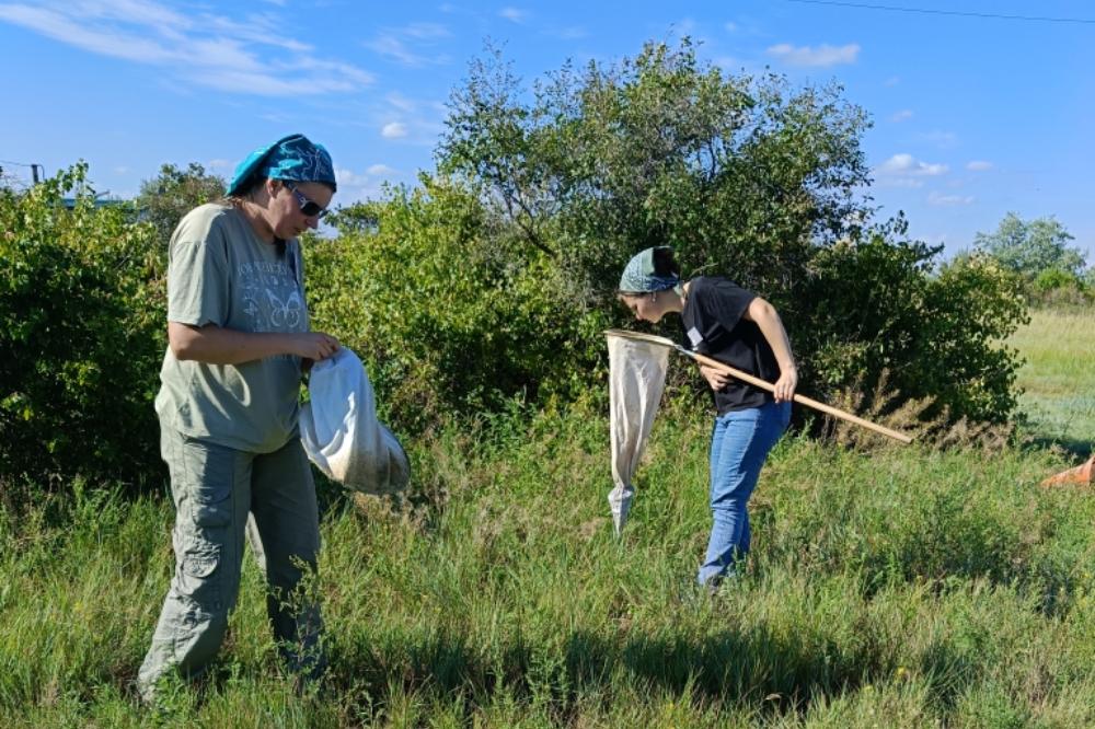 SFSCA RAS scientists collect plant-eating insects and mites