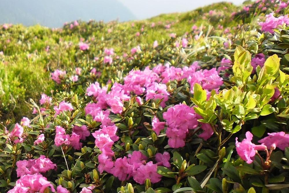 SFSCA RAS scientists have identified more than 50 beneficial compounds in rhododendron tea