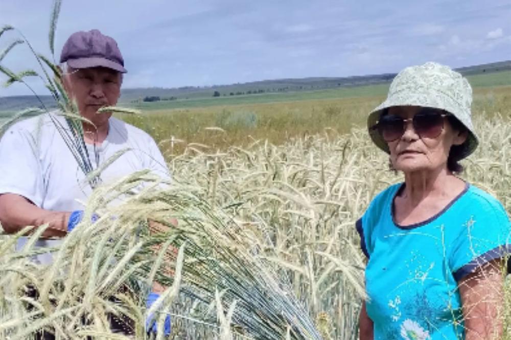 Тувинском НИИСХ-филиале СФНЦА РАН проведена приемка полевых опытов