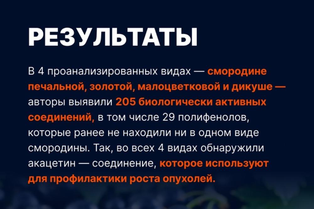 Ученые обнаружили массу полезных свойств в малоизученных видах магаданской смородины