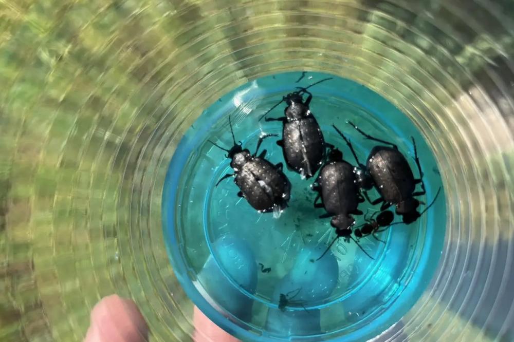 Scientists at the Center have summarized the results of six months of work aimed at maintaining the ecological balance of agro-ecosystems in Western Siberia.