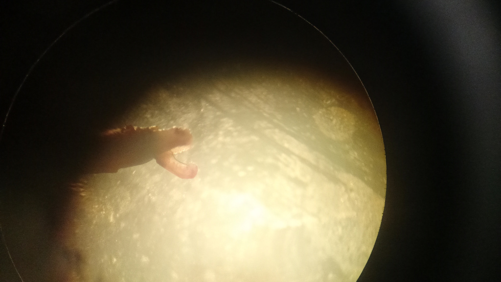 Вид меристемы картофеля в микроскопе.jpg