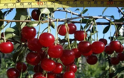 Где и как купить саженцы