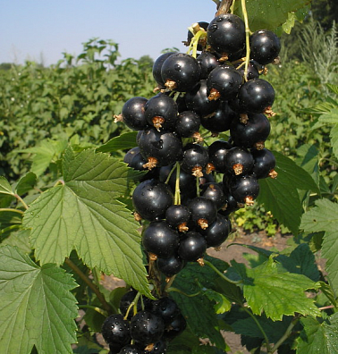 Продукция - СФНЦА - СФНЦА