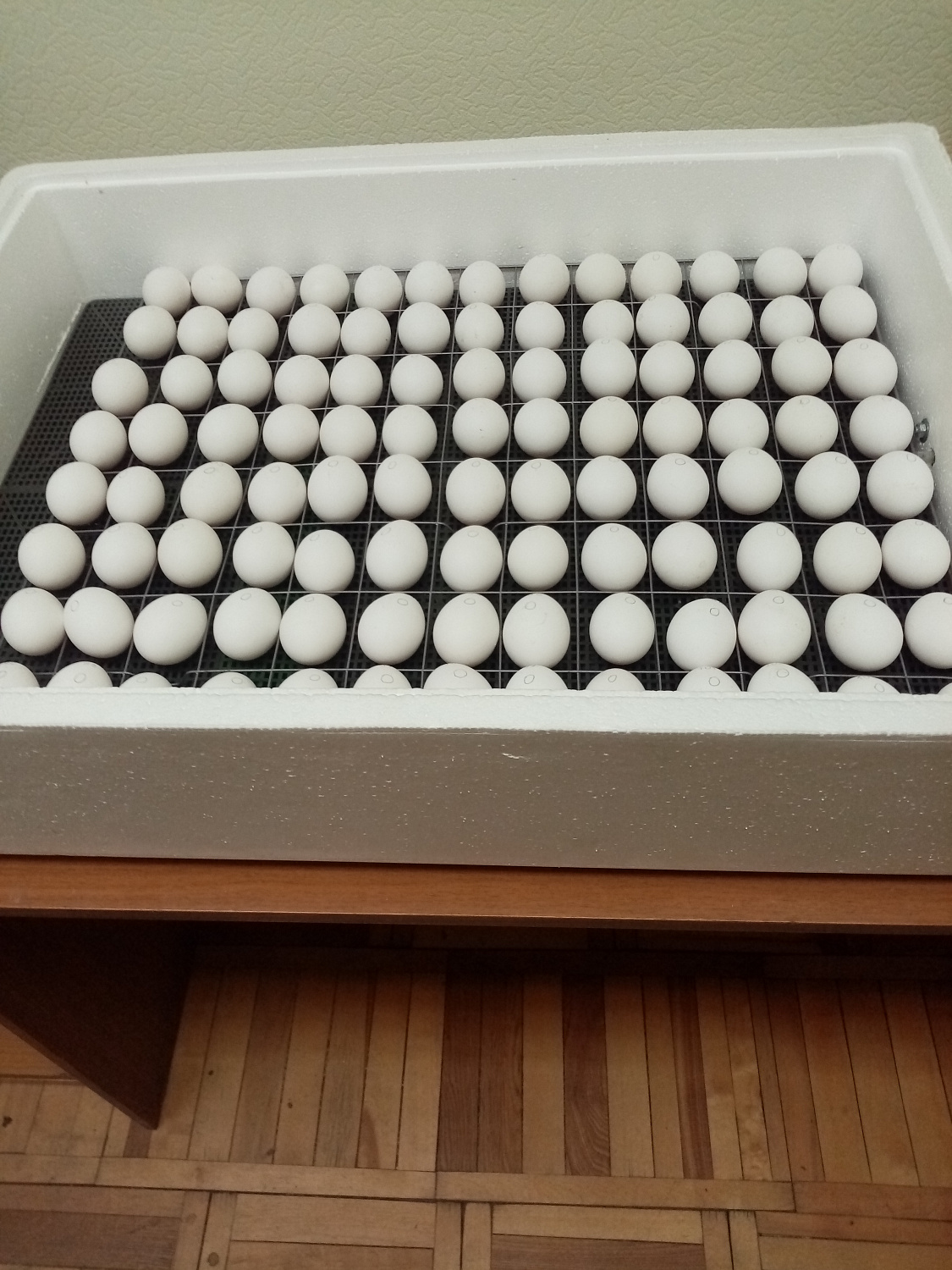 Под руководством ученого СФНЦА РАН реализуется проект по созданию метода по определению пола птицы в эмбрионе яйца